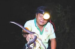 Săn rắn đêm