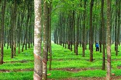 Cao su Đồng Phú (DPR) báo doanh thu đạt đỉnh trong 10 năm qua