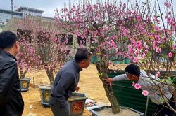 Tiểu thương Nghệ An loay hoay thanh lý cây cảnh sau Tết