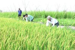Đánh giá tình hình sản xuất nông nghiệp sau Tết tại TX. Tân Châu