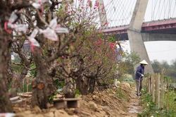 Nông dân Nhật Tân tất bật 'hồi sinh' vườn đào sau Tết
