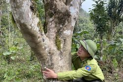 Phú Thọ: Phát triển và bảo tồn 'viên ngọc xanh' giữa đại ngàn