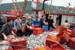 Trúng đậm cá trích, ngư dân thành phố Vinh thu về 200 triệu đồng