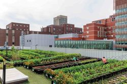 Boston hướng đến quy hoạch bền vững