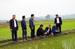Phó Chủ tịch UBND tỉnh kiểm tra sản xuất lúa xuân