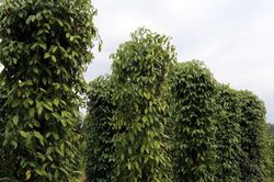Giá tiêu hôm nay 7/2/2025: Tiếp tục tăng cao, phụ thuộc vào nguồn cung tại Việt Nam