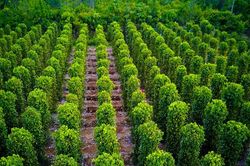 Giá tiêu hôm nay 8/2/2025: Tăng mạnh đến 4,000 đồng/kg