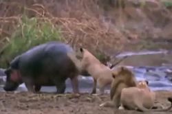 CLIP: Cả gan vỗ mông hà mã, sư tử bị cắn gãy hàm