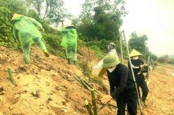 Anh Sơn sẽ trồng hơn 13.000 gốc tre ven sông Lam chống sạt lở