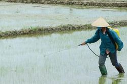 Ứng phó sâu bệnh hại lúa ngay từ đầu vụ