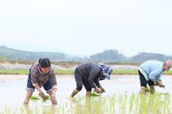 Lúa vụ Xuân phát triển chậm do rét, xuất hiện sâu bệnh hại