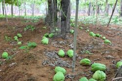 Su su OCOP giá 300 đồng/kg, nông dân tiếc nuối vứt bỏ đầy vườn
