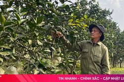Xem người dân 'hồi sức' cho cây cam sau thu hoạch