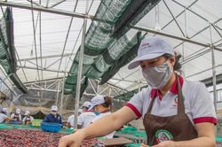 Giá cà phê hôm nay 15/2/2025: Giảm nhẹ điều chỉnh sau chuỗi ngày tăng