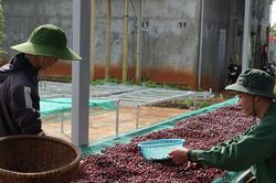 Giá cà phê hôm nay 16/2/2025: Giảm mạnh sau chuỗi lên đỉnh