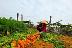 Hàng trăm tấn cà rốt VietGAP ở thị xã Hoàng Mai rớt giá