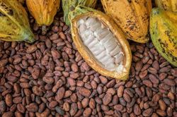 Giá chocolate tăng mạnh vì giá hạt cacao đắt kỷ lục