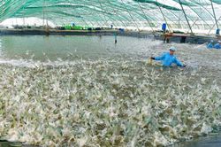Cần thay đổi sản xuất để phát triển ngành tôm bền vững