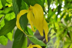 Ý nghĩa phong thủy của cây hoa dẻ