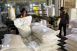 Giá gạo xuất khẩu giảm mạnh: Cần đa dạng hóa sản phẩm và mở rộng thị trường