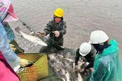 Loại cá 'tốt hơn cá hồi', từng có giá đắt đỏ, giờ 'giải cứu' chỉ từ 85 nghìn đồng/kg
