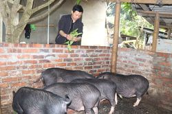 Chủ tịch Hội nông dân làm kinh tế giỏi