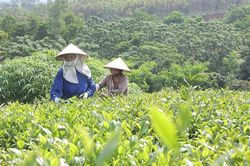 Nâng cao giá trị, sức cạnh tranh cho sản phẩm địa phương