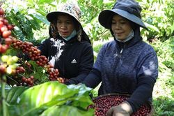 Tăng đến 1.000 đồng/kg, giá cà phê liệu có vượt qua mức 135.000 đồng/kg?