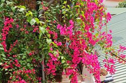 Cắt tỉa cành hoa giấy, sau bao lâu cây sẽ trổ bông?