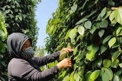 Giá tiêu hôm nay 19/2/2025: Giá tiêu Đắk Nông tăng 500 đồng/kg