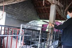 Giá lợn hơi tăng vọt, giá thịt 'neo' cao