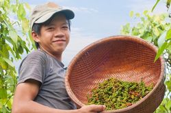 Giá tiêu hôm nay 20/2: Giá tiêu neo ở mức cao, đà tăng sẽ tiếp tục kéo dài