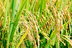 Những cánh đồng lúa 'nói không' với hóa chất độc hại ở Nghệ An