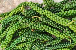 Giá hồ tiêu vượt mốc 150.000 đồng/kg, cao nhất kể từ năm 2016