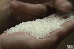 Thị trường ngày 21/2: Giá lúa gạo tăng, giảm trái chiều