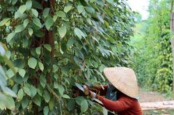 Giá tiêu hôm nay 21/2: Giá tiêu neo cao do bị thu mua tích trữ