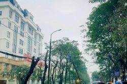Thành phố Vinh bắt đầu cải tạo, nâng cấp đường Đinh Công Tráng, sẽ trồng mới 173 cây bằng lăng