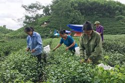 Thí điểm mô hình người cao tuổi tham gia đẩy mạnh chuyển đổi số, chuyển đổi xanh