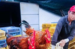 Giá trứng, gà thịt giảm sâu, người chăn nuôi Nghệ An thua lỗ