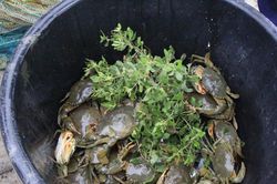 Nuôi cua biển trong ao tôm, nông dân Nghệ An 'thắng lớn'