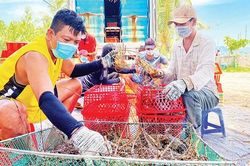 Phát triển nghề nuôi tôm hùm theo hướng bền vững