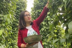 Giá hạt tiêu neo ở mức cao, ngành tiêu hướng đến giá trị xuất khẩu 1,5 tỷ USD