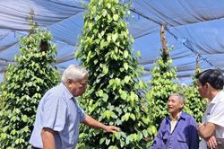 Giá tiêu hôm nay 26/2/2025: Tiếp tục giảm mạnh