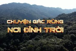 Chuyện gác rừng nơi đỉnh trời