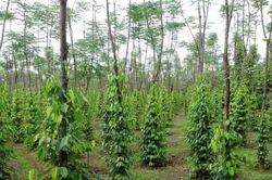 Giá tiêu hôm nay 28/2/2025: Giá tiêu xuất khẩu đang có xu hướng tăng mạnh