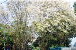 Biến Hà Nội thành 'bản giao hưởng' bốn mùa hoa