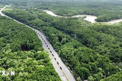 Con đường xuyên rừng ngập mặn đẹp như tranh vẽ ở Cần Giờ