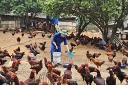 Kho K76 (Cục Hậu cần - Kỹ thuật Quân khu 3): Điểm sáng trong tăng gia sản xuất, nâng cao đời sống bộ đội