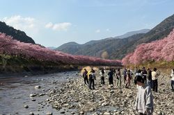 Nhật Bản dự báo mùa hoa anh đào ở Tokyo sớm hơn thường lệ