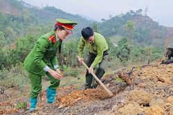 Hỗ trợ trồng hơn 1.200 cây xanh cho gia đình bị ảnh hưởng bởi bão Yagi